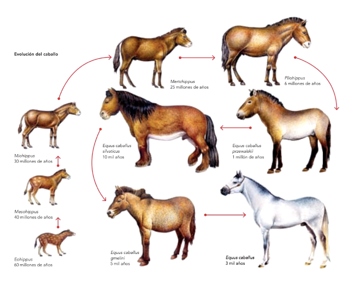 El género "equus"  aparece hace al menos un millón de años y se distribuye tanto en Europa como Asia y América. Aunque debía frecuentar espacios abiertos como estepas o prados, los expertos coinciden en su capacidad euritérmica para adaptarse a una amplia variedad de hábitats