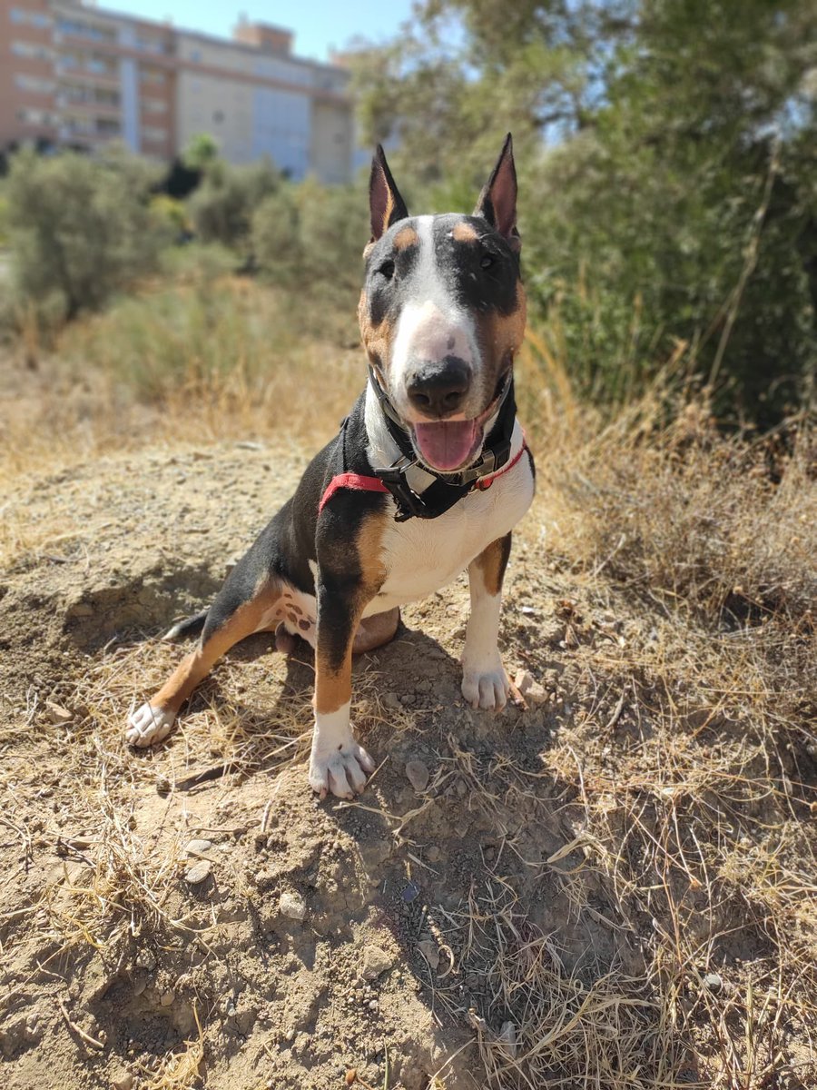 launidad5's tweet photo. 🆘MÁLAGA🆘

Pippin busca familia❤️
Cariñoso, activo, sociable y educado
Tiene 11 meses, está desparasitado, vacunado, tiene chip y está castrado
Test leishmania negativo y vacunado
Pasea genial y en el coche va estupendo durmiendo
Interesados habladme por privado
Por favor RT🙏🏼 https://t.co/EsUjpmYjUy