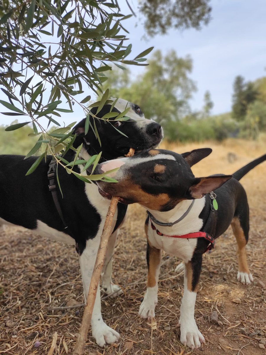 launidad5's tweet photo. 🆘MÁLAGA🆘

Pippin busca familia❤️
Cariñoso, activo, sociable y educado
Tiene 11 meses, está desparasitado, vacunado, tiene chip y está castrado
Test leishmania negativo y vacunado
Pasea genial y en el coche va estupendo durmiendo
Interesados habladme por privado
Por favor RT🙏🏼 https://t.co/EsUjpmYjUy