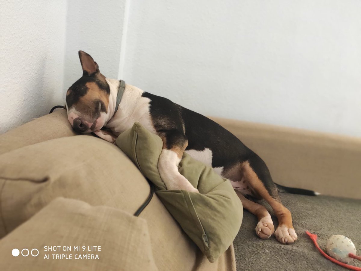 launidad5's tweet photo. 🆘MÁLAGA🆘

Pippin busca familia❤️
Cariñoso, activo, sociable y educado
Tiene 11 meses, está desparasitado, vacunado, tiene chip y está castrado
Test leishmania negativo y vacunado
Pasea genial y en el coche va estupendo durmiendo
Interesados habladme por privado
Por favor RT🙏🏼 https://t.co/EsUjpmYjUy