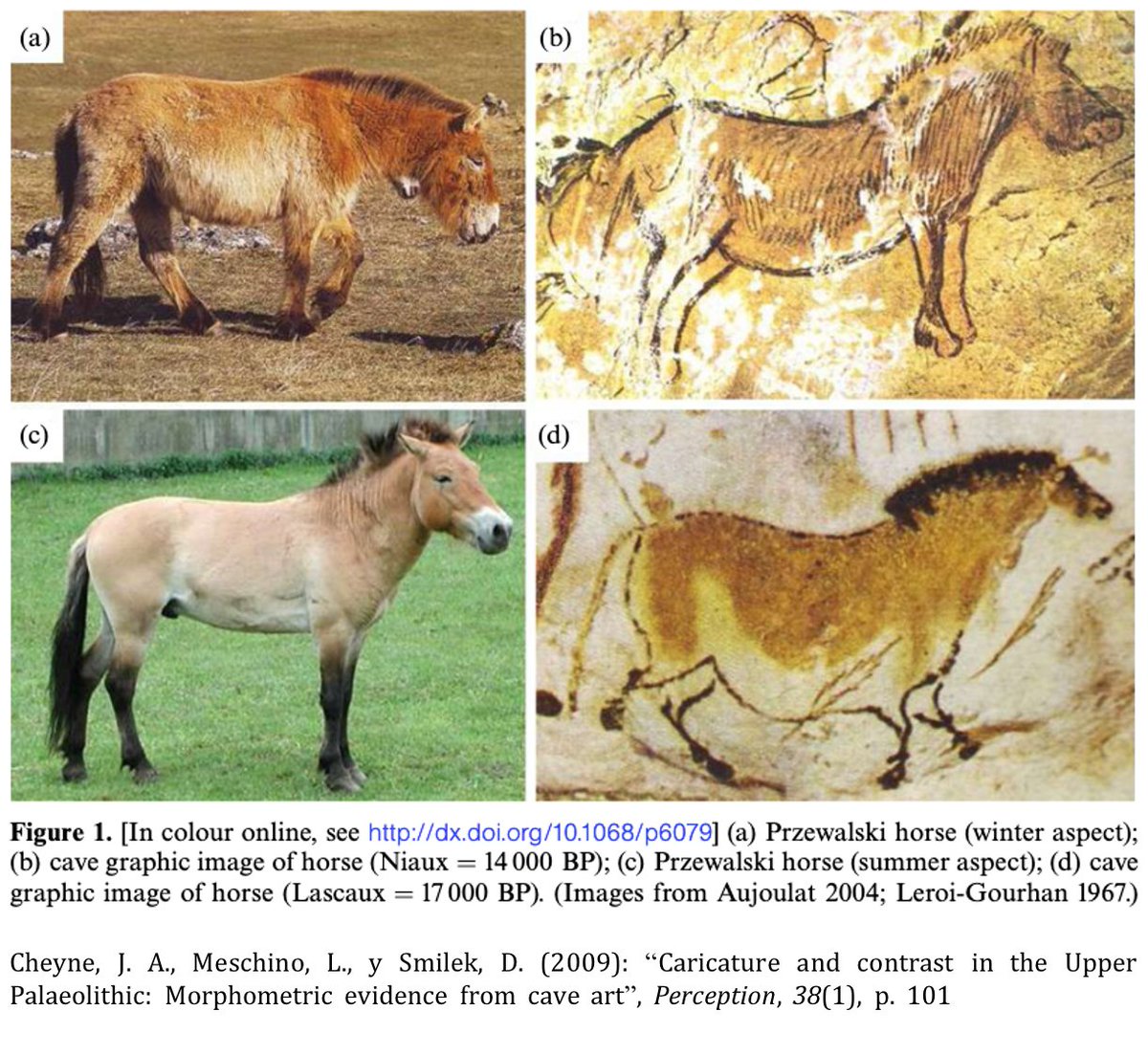 Un reciente análisis morfométrico comparando caballos reales con rupestres indica que tanto el caballo Konik (por sus proporciones) como el Pzrewalski (por la longitud de la crin, cola y orejas) son los más cercanos a las características de los équidos representados en las cuevas
