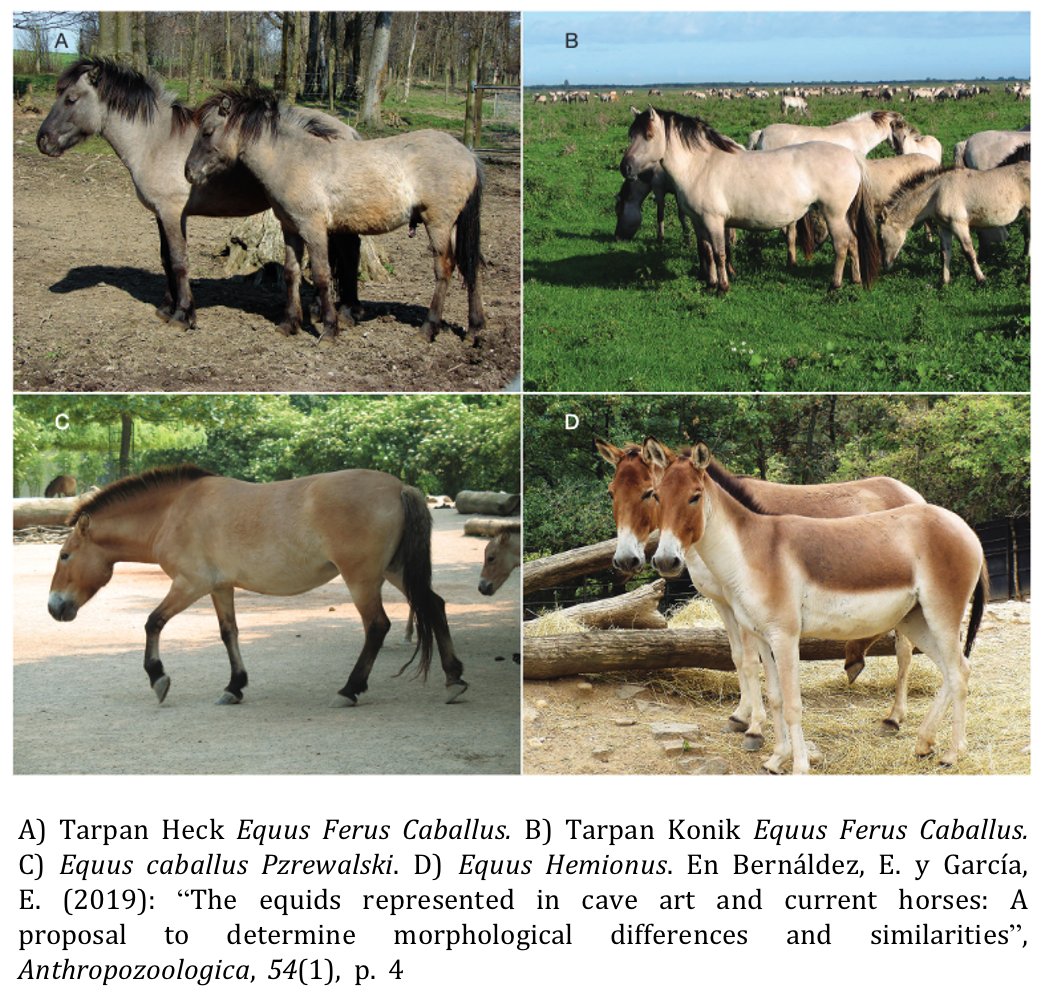 Un reciente análisis morfométrico comparando caballos reales con rupestres indica que tanto el caballo Konik (por sus proporciones) como el Pzrewalski (por la longitud de la crin, cola y orejas) son los más cercanos a las características de los équidos representados en las cuevas