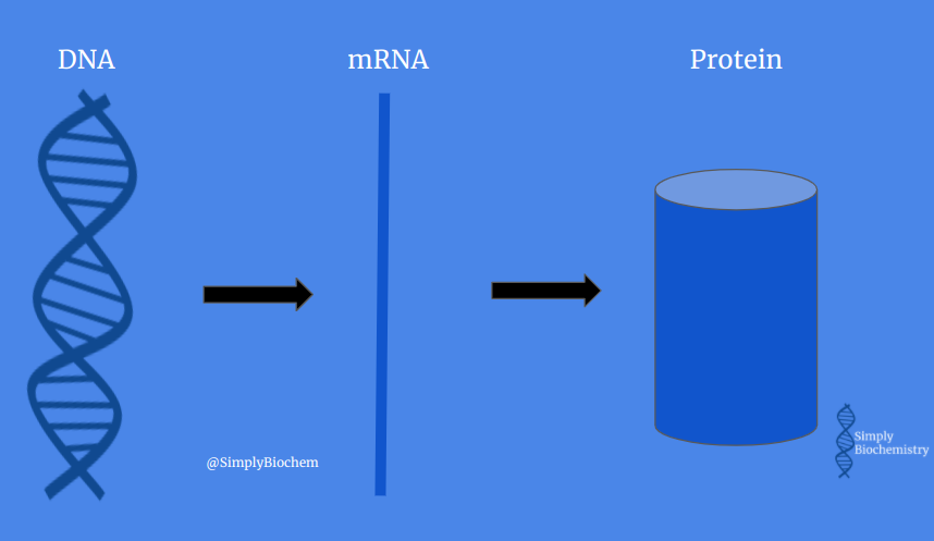 Your DNA is made up of genes. Your genes make you. The genes code for specific proteins. This genetic profile is what makes everyone unique. But to make proteins, these small sections of DNA (genes) are made into mRNA. Only in this format can the info be turned into proteins.