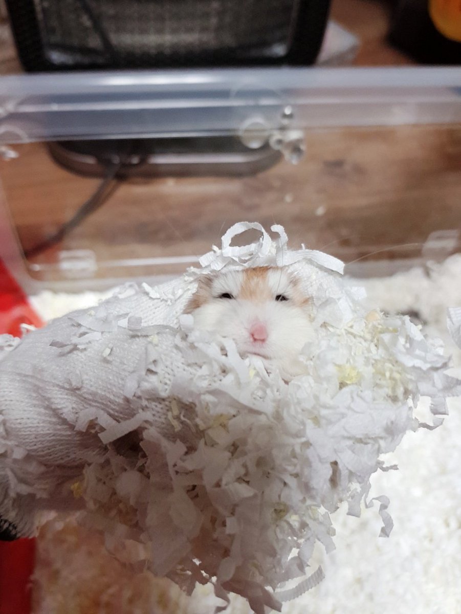 with_Gamja's tweet photo. 약 먹기 싫어서 엄지손가락 뒤에 얼굴 숨기길래 엄지 들어올렸더니 눈 똥그래짐 https://t.co/0BnK42H1TW