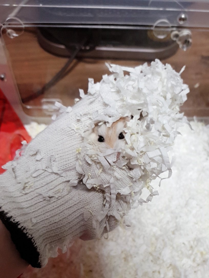 약 먹기 싫어서 엄지손가락 뒤에 얼굴 숨기길래 엄지 들어올렸더니 눈 똥그래짐