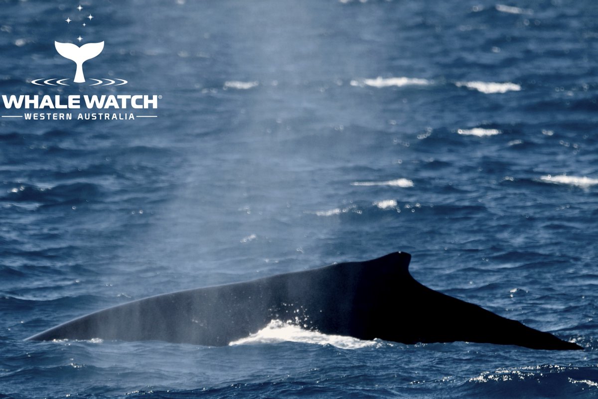 WhaleWatchWA's tweet photo. It was a Blue and Humpback Whale farewell today as we celebrated the last tour for Season 2020 and were completely elated to meet a young Blue Whale along with a Humpback Whale &amp; local Bottlenose Dolphins on our arrival back💙 Check out The Daily Whale™➡️ https://t.co/PbJsySmaU5 https://t.co/AqlOvmGtmh