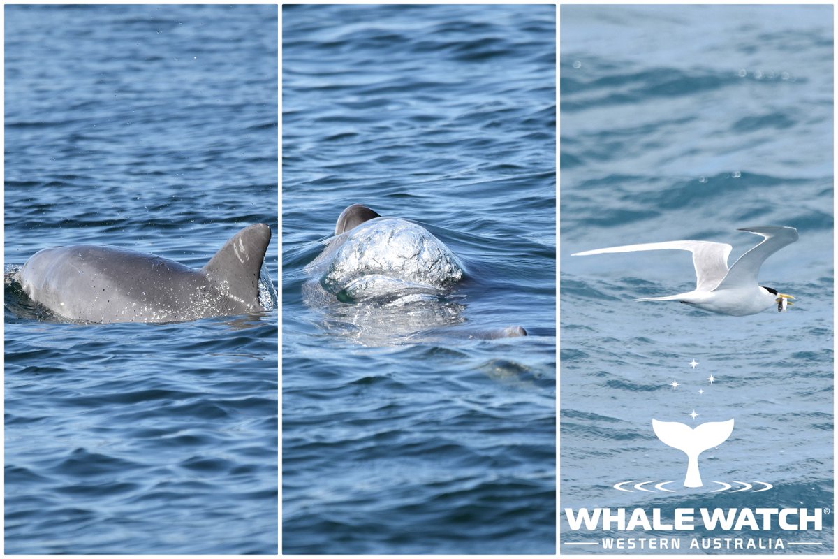 WhaleWatchWA's tweet photo. It was a Blue and Humpback Whale farewell today as we celebrated the last tour for Season 2020 and were completely elated to meet a young Blue Whale along with a Humpback Whale &amp; local Bottlenose Dolphins on our arrival back💙 Check out The Daily Whale™➡️ https://t.co/PbJsySmaU5 https://t.co/AqlOvmGtmh
