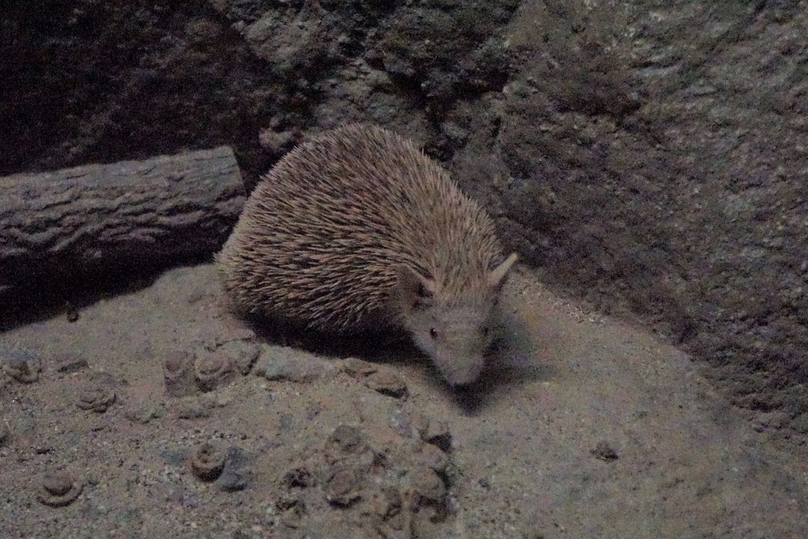 Harano T 東山動物園で見られる収斂進化 ヒメハリテンレック ヨツユビハリネズミ ハリモグラ カナダヤマアラシ T Co Hrlbwjycqm Twitter