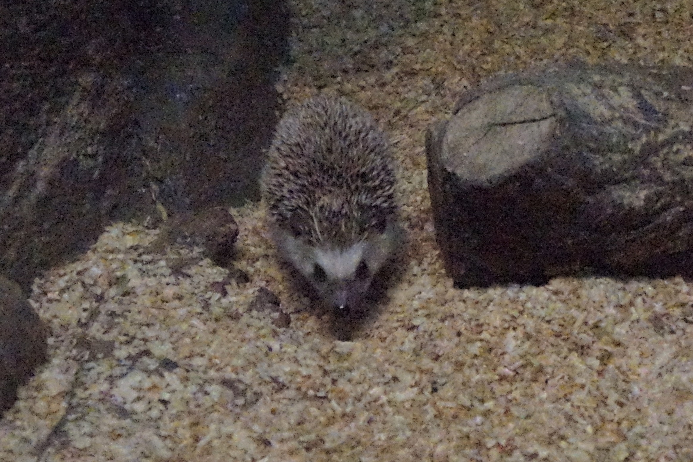 Harano T 東山動物園で見られる収斂進化 ヒメハリテンレック ヨツユビハリネズミ ハリモグラ カナダヤマアラシ T Co Hrlbwjycqm Twitter