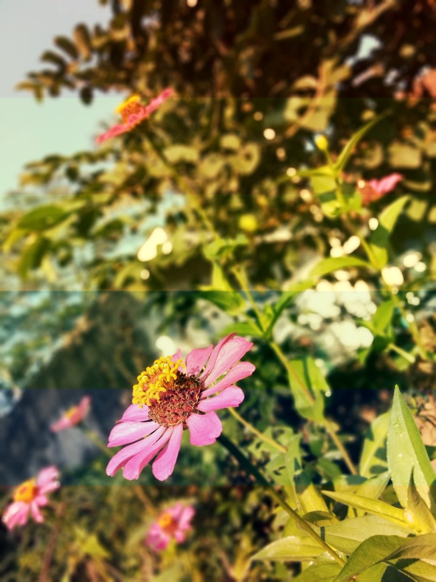 radenindah's tweet photo. #Flowers #like #LikeForLikes #like4like #Likee #LoveStory #lovemyself https://t.co/t81pJILgDD
