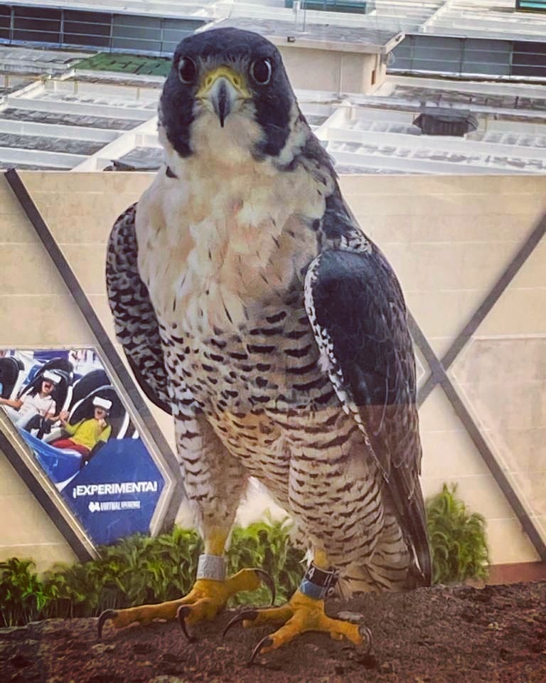 JeanSuriel's tweet photo. ➡️Este halcón peregrino procedente desde Michigan, EE.UU., está de visita en Santo Domingo, República Dominicana: cada año muchas aves emigran desde el territorio estadounidense hacia el país huyendo del frío invierno.

➡️Avistado en el Distrito Nacional.

📷 Eladio Fernández https://t.co/jKQedM0ZQB
