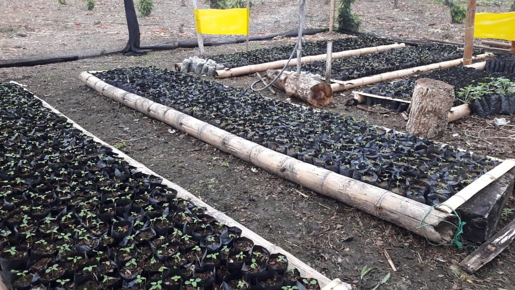 CECIBELCRUZ6's tweet photo. Con fe y con amor a la tierra, nos encontramos preparando viveros para nuestro próximo cultivo.
#Papaya #Manabí #Ecuador 
@PMGuayas @SecMujeresPMG https://t.co/WvNwTzBgUl