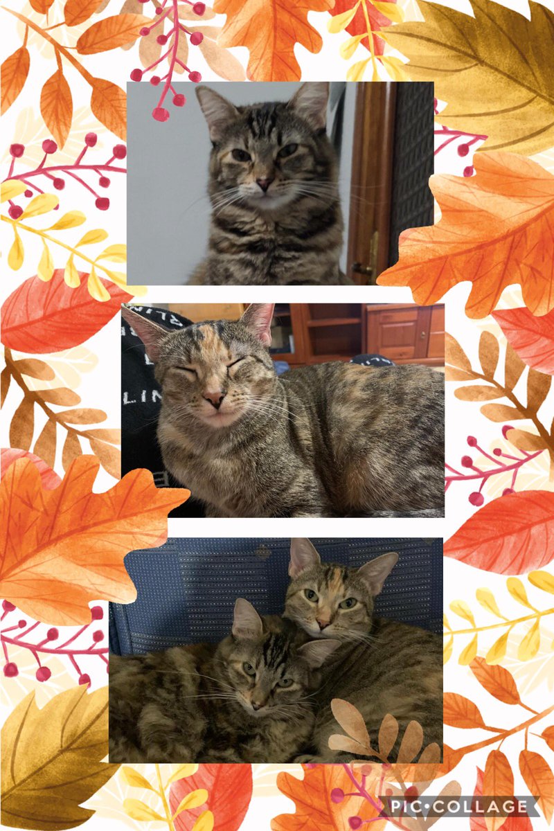 APAEToledo's tweet photo. Nuestras peques buscan adopción en Madrid o Toledo. 
Contacto:
Gatitos@apaetoledo.org https://t.co/Yk2SVB5kgW
