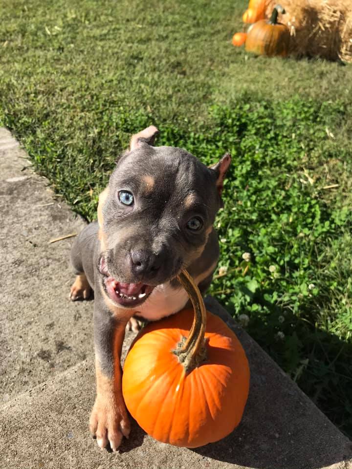 WarrenLost's tweet photo. MISSING: "Our baby is still missing. Last seen Oct. 15th in Orlinda, TN. $2,000 DOLLAR REWARD, NO QUESTIONS ASKED! Please bring our baby back. If you have any info, please don’t hesitate to call 615-389-7997. Just do the right thing please. We miss her!" #bringroxyhome 11/11/20 https://t.co/Msfm93nKFa