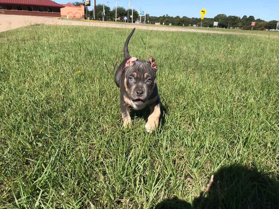 WarrenLost's tweet photo. MISSING: "Our baby is still missing. Last seen Oct. 15th in Orlinda, TN. $2,000 DOLLAR REWARD, NO QUESTIONS ASKED! Please bring our baby back. If you have any info, please don’t hesitate to call 615-389-7997. Just do the right thing please. We miss her!" #bringroxyhome 11/11/20 https://t.co/Msfm93nKFa