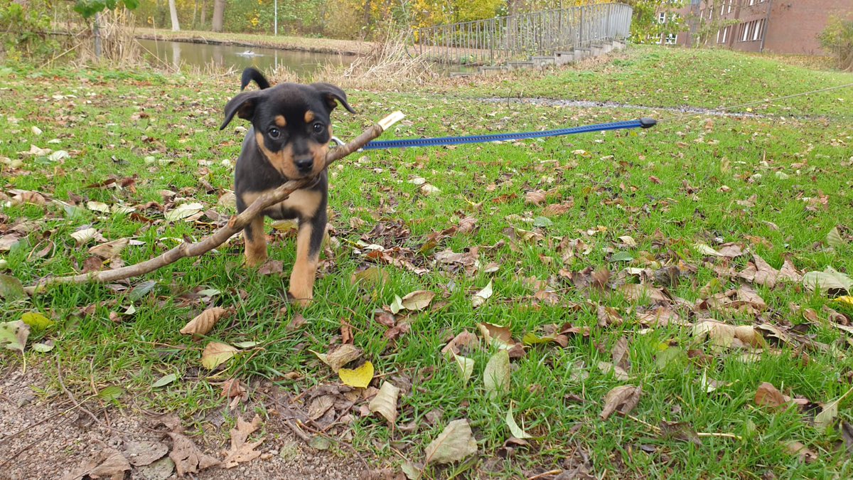 BaxterChico's tweet photo. Der Stock gehört mir https://t.co/TzdaPXfGEf