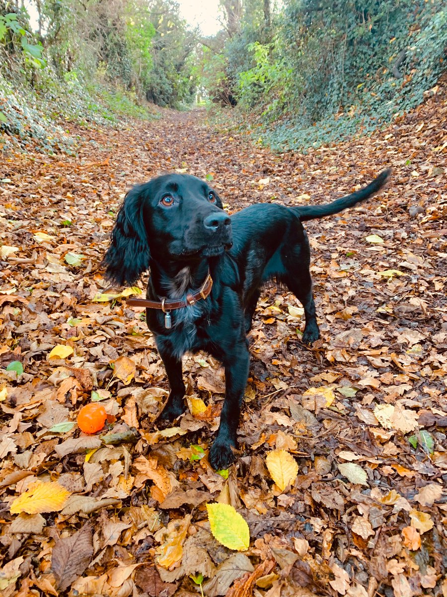 para82_oc's tweet photo. Out blowing the cobwebs away with my favourite girl 🥰🐶 ever the poser ❤️ https://t.co/rvrCXIiJ9e
