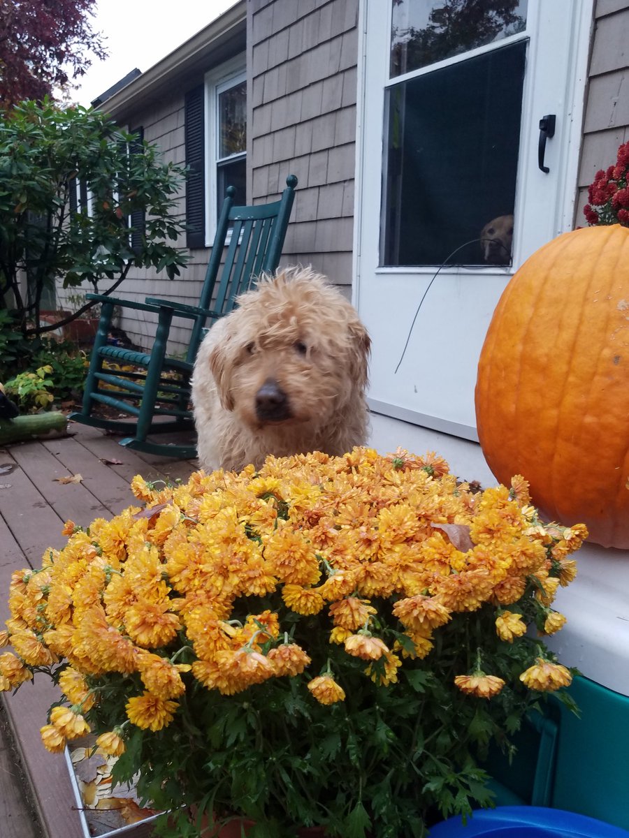 David Chase tweet media