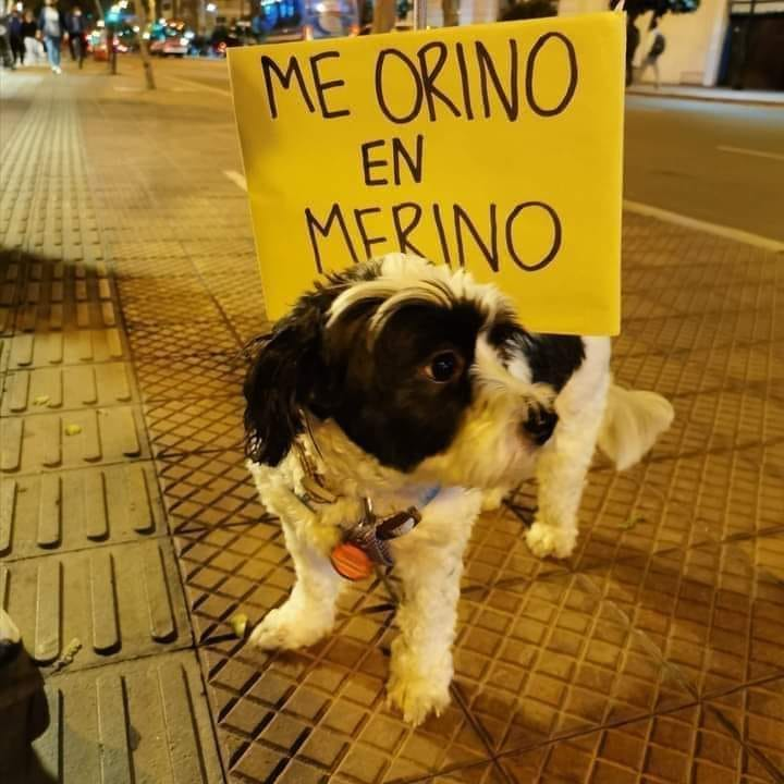 fr3dth's tweet photo. #MerinoNoEsMiPresidente https://t.co/iy9NGpx0Jt