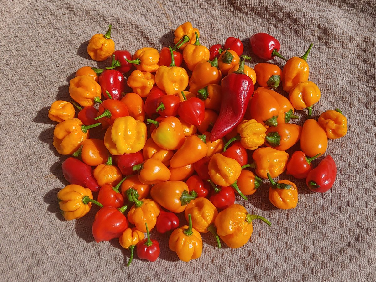patioplanter's tweet photo. Sunday #harvest.  #peppers #colors #gyo #homegrown #containergardening #SundayFunday #colors https://t.co/6KB3HsWx5J