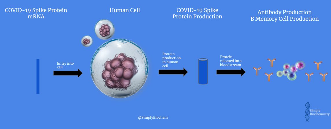 This technique is really smart and is basically gene therapy. The spike protein is then released into your bloodstream by your own cells and the immune system responds, as it would do to a normal infection.