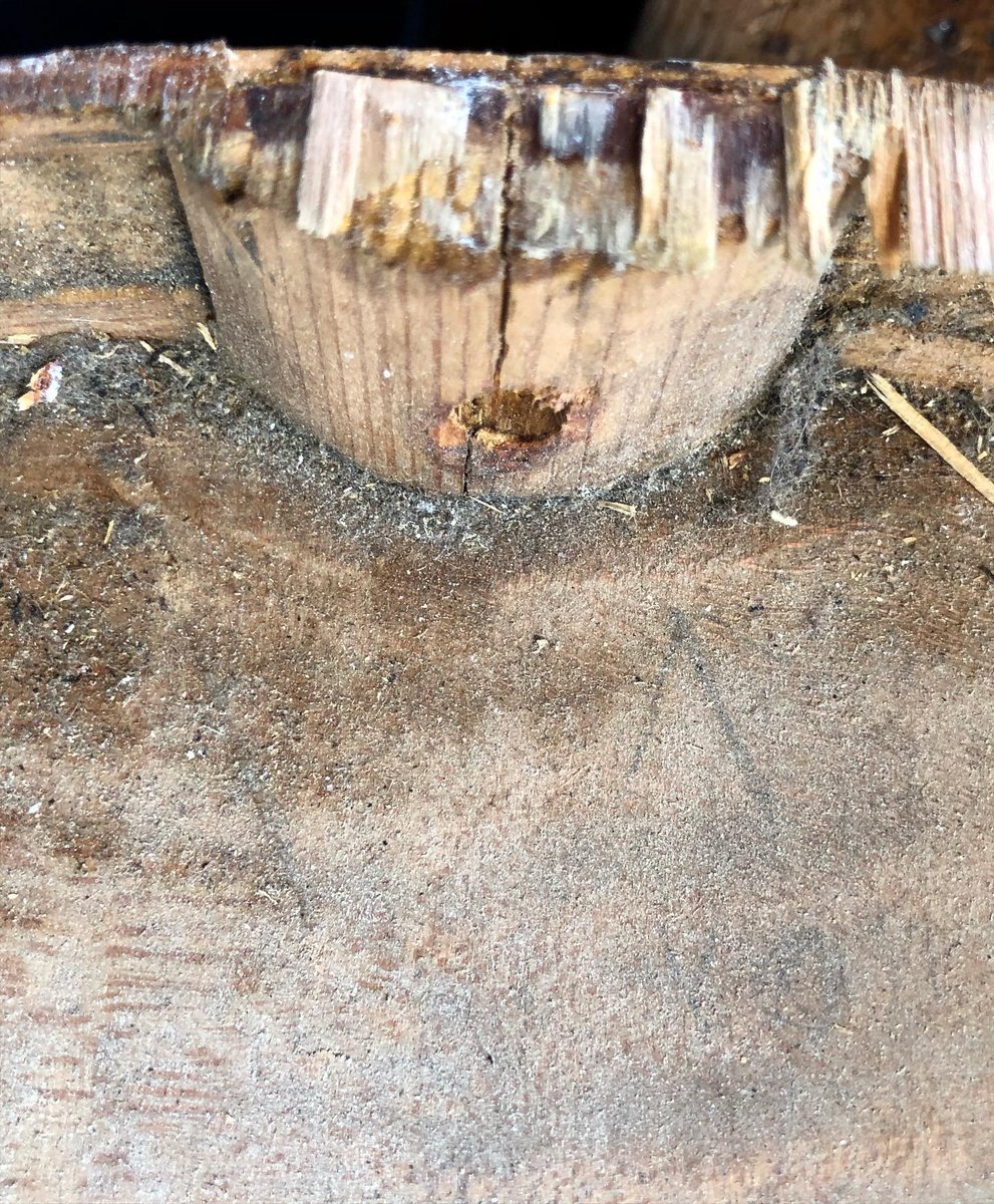 BenningViolins's tweet photo. Woah! Just gonna slowly back away from this one.
#whatamess #restoration #notinthecards #violin #violinist #whereisnathan #pop #notlovingthisjob
https://t.co/45GcGGDSJN https://t.co/ymynG0BEed