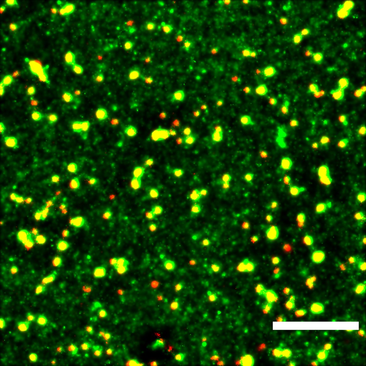THERACAT project tweet media