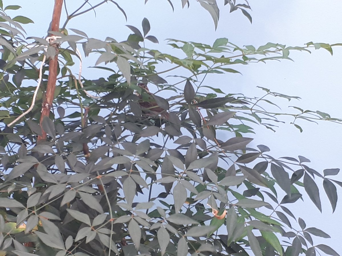 Acho que vi um filhote de passarinho