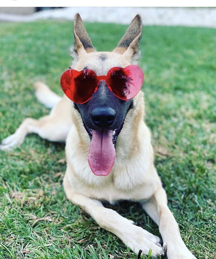 B0RNT0DIE's tweet photo. tweet d’apprezzamento per pepper, il cane di Lauren German continuamente bullizzato #savepepper #justiceforpepper #pepperlivesmatter https://t.co/bI5tu5zLP6
