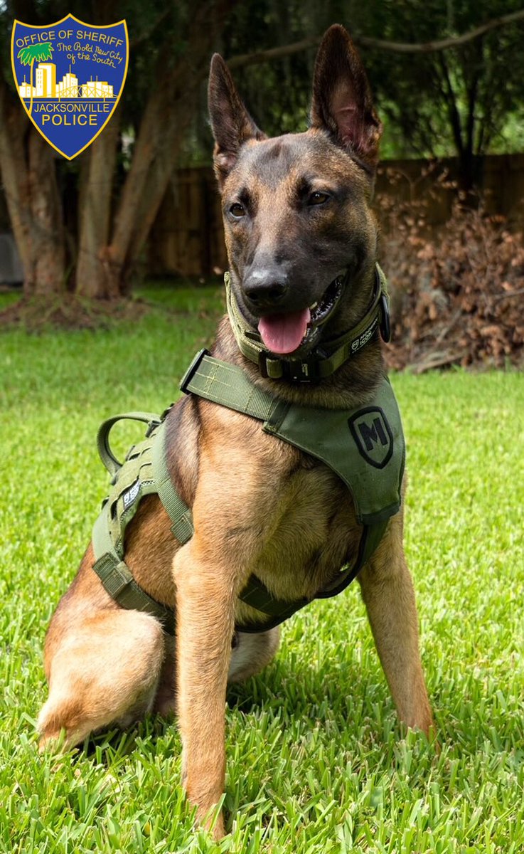 JSOPIO's tweet photo. 🔦K-9 Spotlight🔦  “Rico”  BREED: Belgian Malinois  LIKES: Going swimming DISLIKES: Cats  SPOTLIGHT MOMENT: K-9 Rico and his handler recently responded to assist with the arrest of a murder suspect. Under the watchful eye of Rico, the suspect was taken into custody.

👏👏 https://t.co/iu9gn9stTf