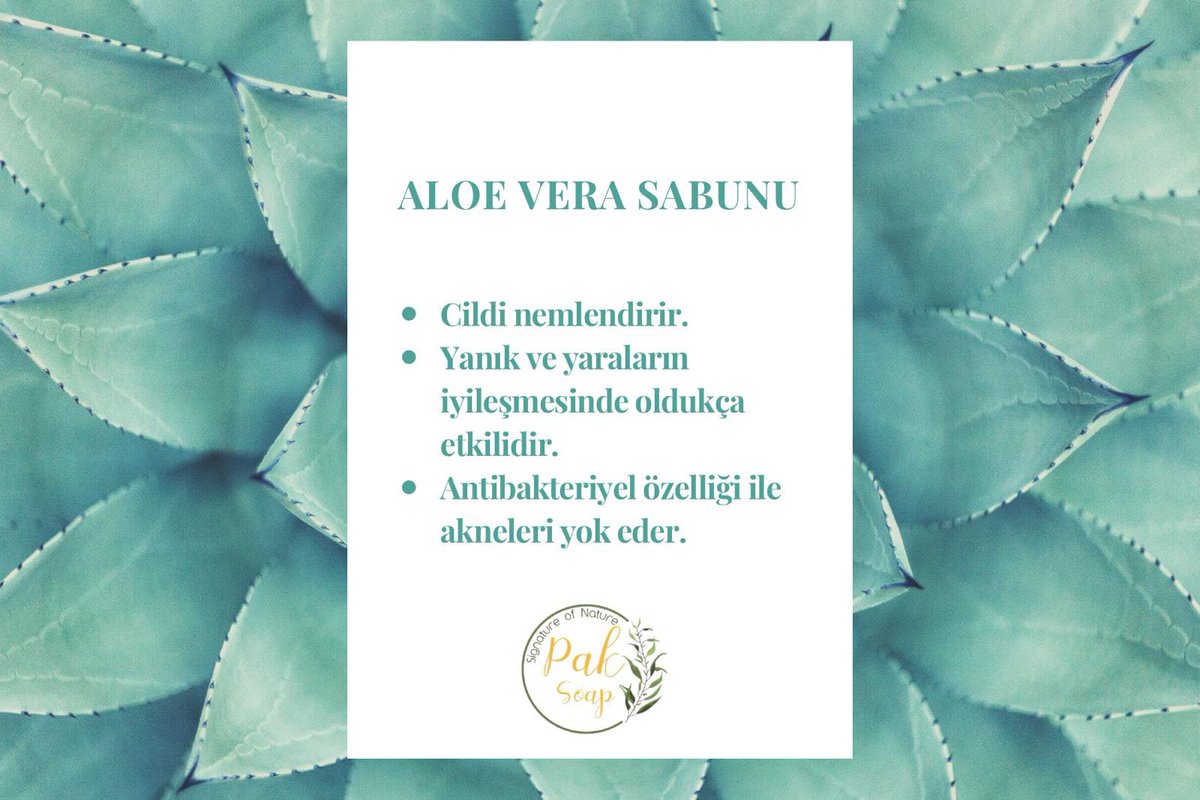 pak_soap's tweet photo. Aloe Vera Sabunu 
Artık günümüzde duymayan kalmamıştır diye düşünüyoruz.Cildinizi nemlendirir.Yanık ve yaralarda iyileşme gösterir.Antibakteriyel özelliği ile akneleri yok eder.Sizlerden ricamız ‘Düzenli kullanım.’ 🌱
#paksoap #naturel #handmade #organik #soap #millitakim #TURRUS https://t.co/s0Liz1Nn0p