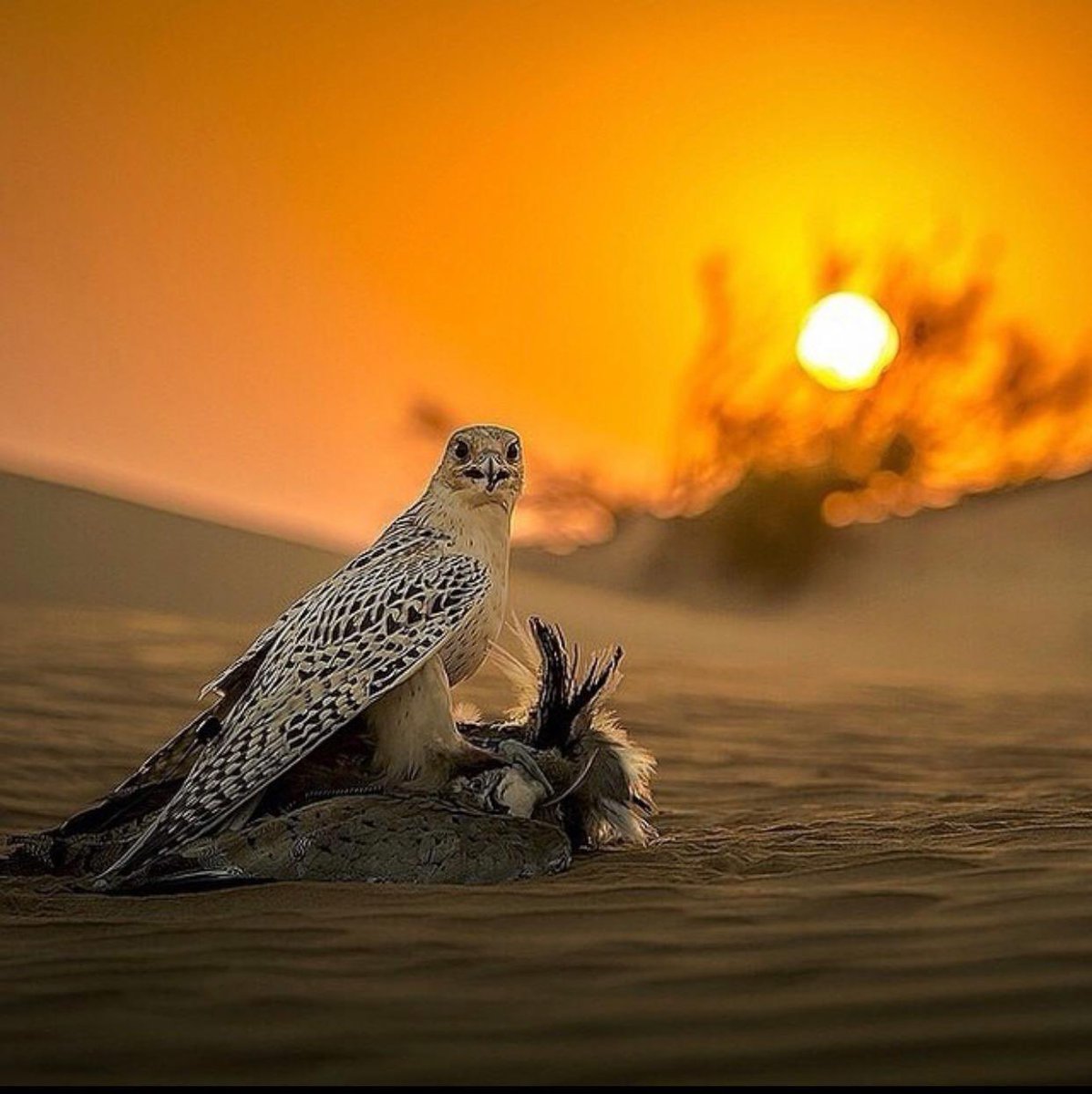 fahadkf's tweet photo. عطني جناحك خلني مثلك اطير .. https://t.co/LuFxag0tX2
