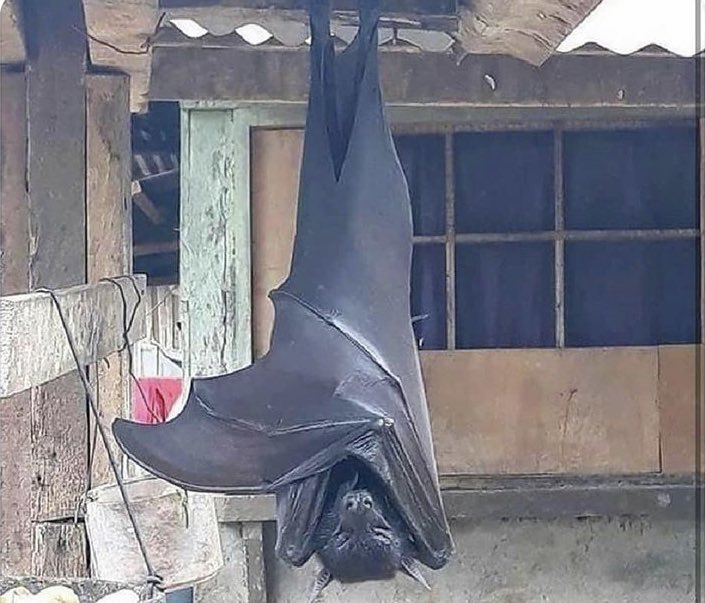 pskolojirehberi's tweet photo. Kamboçya’da ortalama 1.5 metre uzunluğunda bir yarasa görüntülendi.  https://t.co/PSVwotxBvO