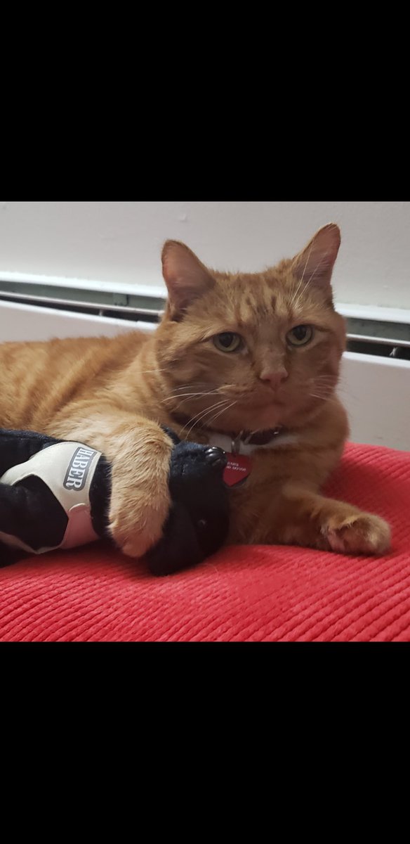 A friend’s cat really likes its Haber <a href="/BrownDeerWIPD/">Brown Deer PD</a> stuff toy. Such a good way to go to sleep or to show Haber who’s the boss. You can get your own Haber or K9 Beny <a href="/k9beny_bdpdwi/">K9 Beny</a>  toy by contacting either one of us!!
