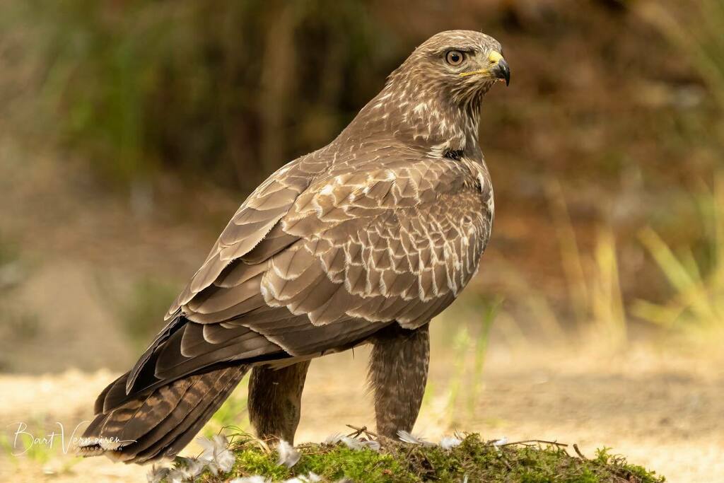 bart2525's tweet photo. Buizerd / Buzzard
.
.
.
.
.
#fotohut #photographyhides #birdphotographyhides #nature #wildlife #wildlifephotography #naturephotography #animalphotography #wildlifeaddicts #your_best_birds #birdsofinstagram #birdsnature #bns_birds #birding_lounge  #nuts_a… https://t.co/DGDPeWK8ov https://t.co/hF40xIbRDc