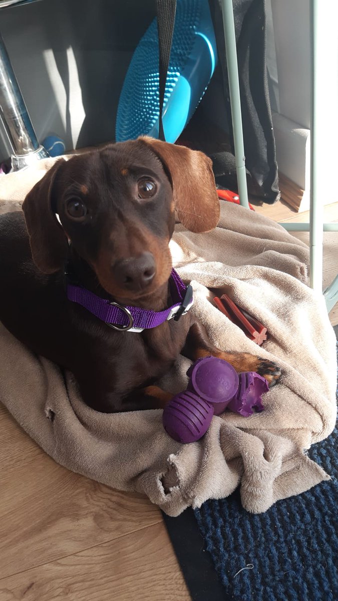 BethDursley's tweet photo. This little fella is raising awareness for Pancreatic Cancer Awareness Month by donning his purple collar 💜 Lucky the Mini Dax 💜 #pancreaticcancerawarenessmonth
@OfficialPCA
@mel_bailey91
@charlieryall https://t.co/pliGIkTPJ7