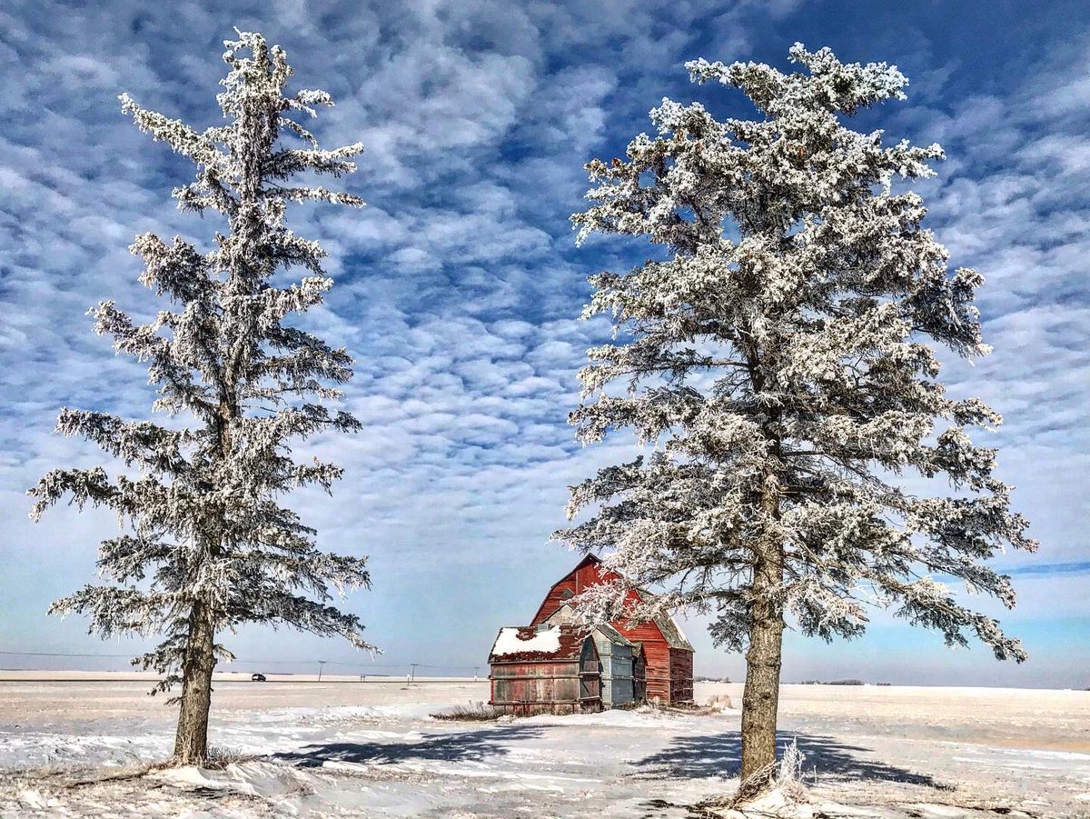 Aisling_HkyMom's tweet photo. “To appreciate the beauty of a snowflake, it is necessary to stand out in the cold.” – Aristotle
❄️
#saskatchewan #fourmileroad #canadianprairies #winterwonderland #oldbarns #youcanseeformiles https://t.co/72zYxWapzr