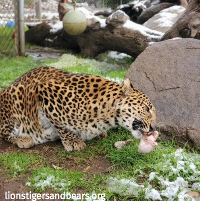 LnsTgersandBrs's tweet photo. Who's coming to our annual Turkey Bash!? It's the chance for our rescued big cats and bears to celebrate Thanksgiving and indulge in a feast the Friday AND Saturday after Thanksgiving https://t.co/HHPHUyX7Nm π¦π΄β
#TurkeyBash https://t.co/ZIujL5lidr