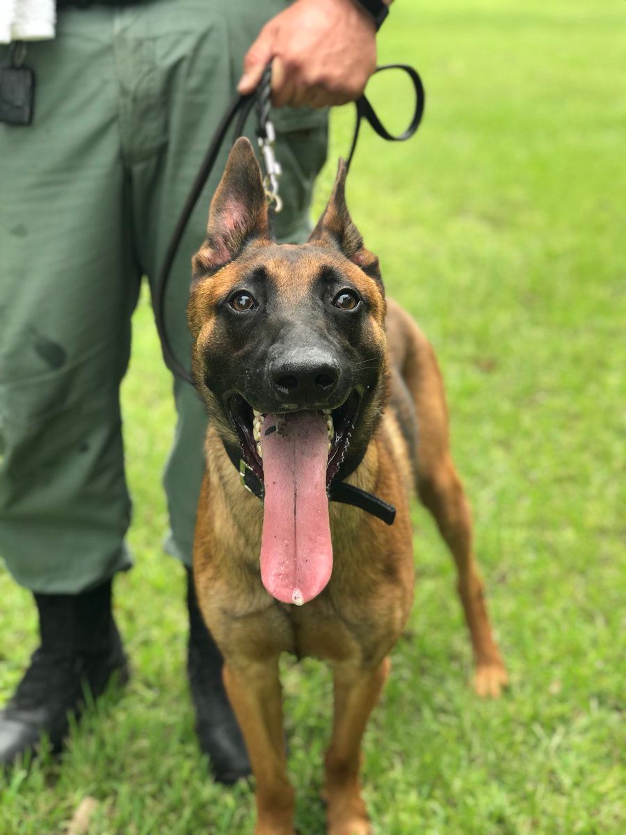 HCSOSheriff's tweet image. K-9 Morrell could go for a pupsicle right about now... 🌤️  anyone else?!

#FloridaFall #HCSOk9 #HillsboroughCounty #teamHCSO