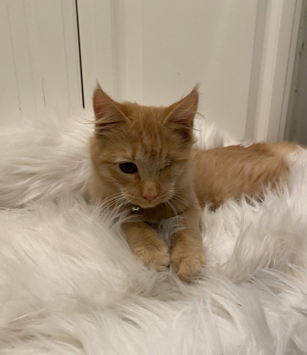 iamlorengray's tweet photo. meet poppy 😽 https://t.co/Y5CFj4X62W