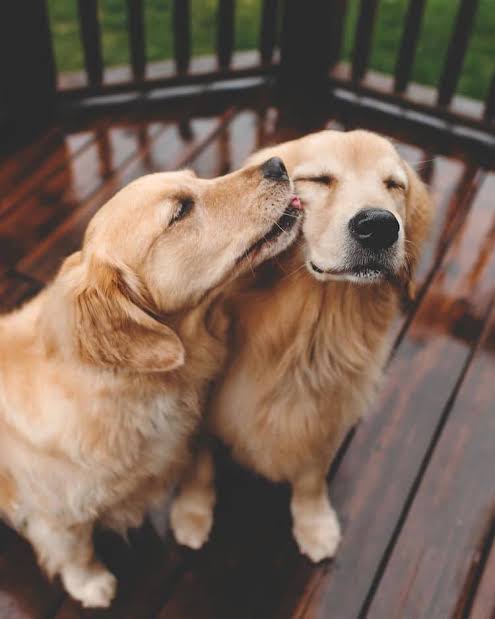 Manusia itu sgt transaksional. Agak pesimis gw sama humanisme, religiusisme, evolusionisme, whatever it is. Dalamnya itu transaksi sekali.Kalau kt cr makhluk yg relasional, baik, tulus, murni, yang kemungkinan bs masuk surga. Mungkin bukan homo sapiens.Yg bs: golden retriever