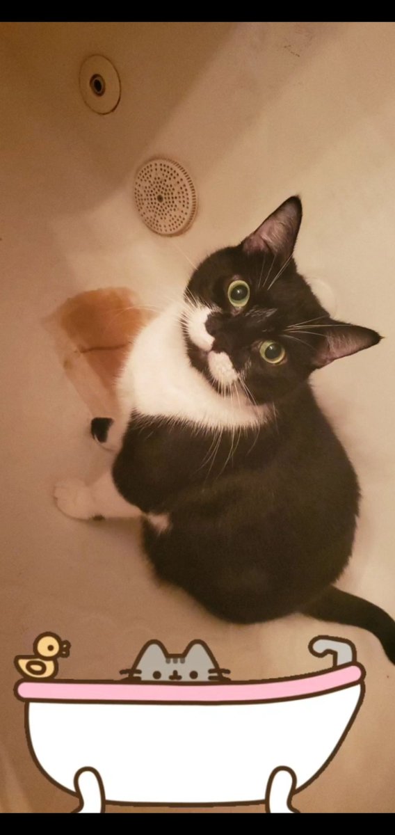 MandaPanda1031's tweet photo. @catsnkittys My husband and I have an adorable mustache cat as well! https://t.co/KX5MN0UGLs