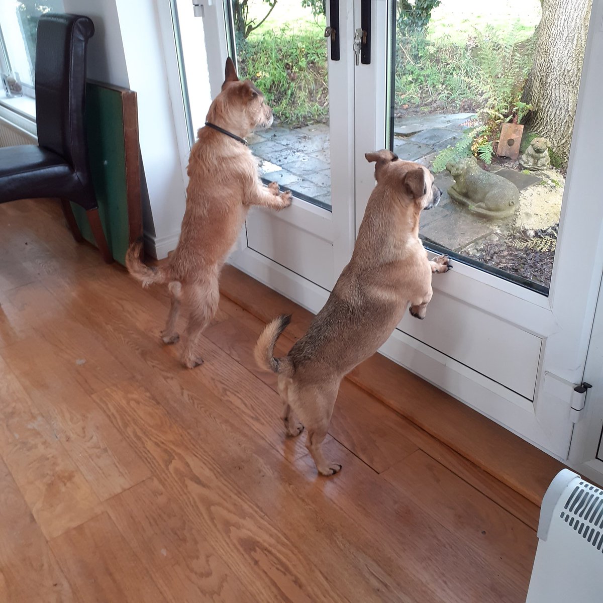 mediachicken's tweet photo. Squirrel hunters on the alert #couldntcatchacold https://t.co/Z9TRBsDi1T