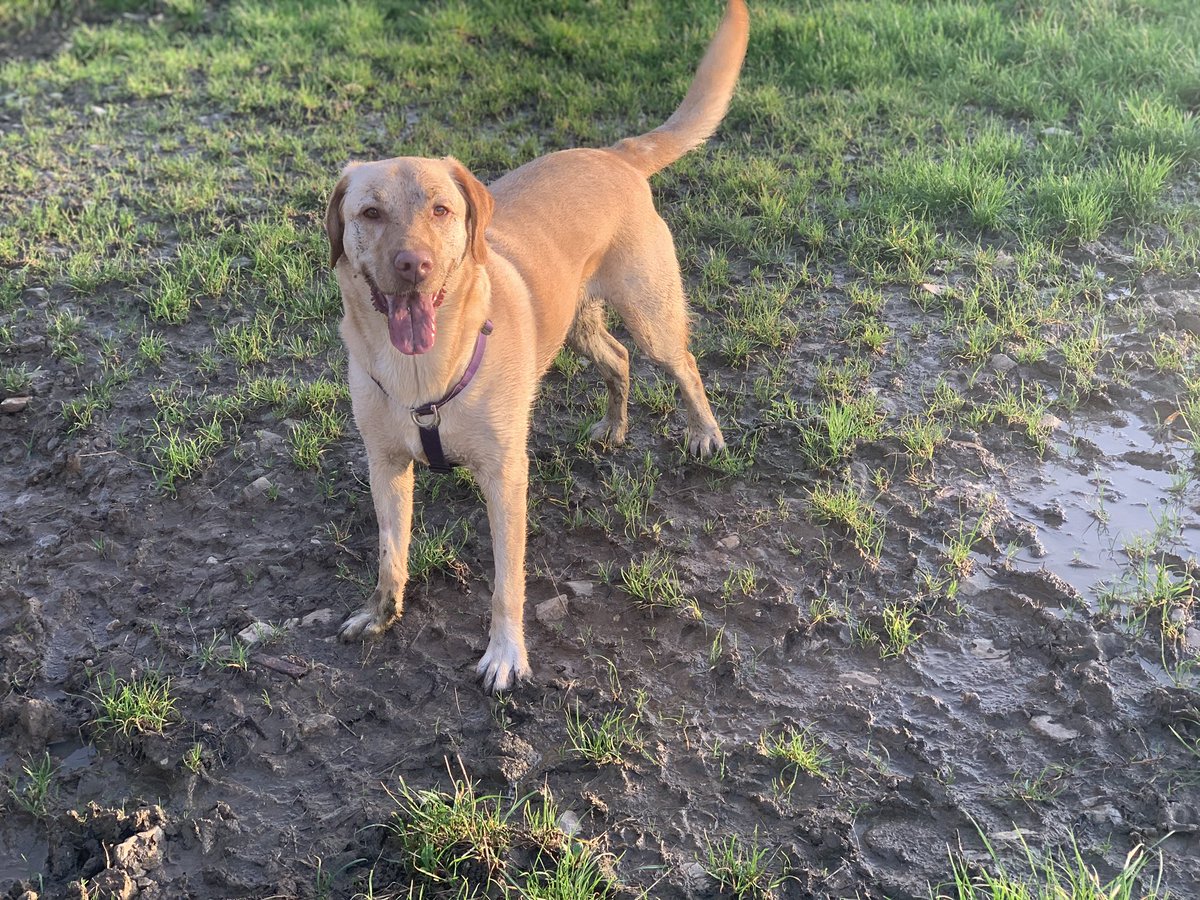 Alex Lovell tweet media