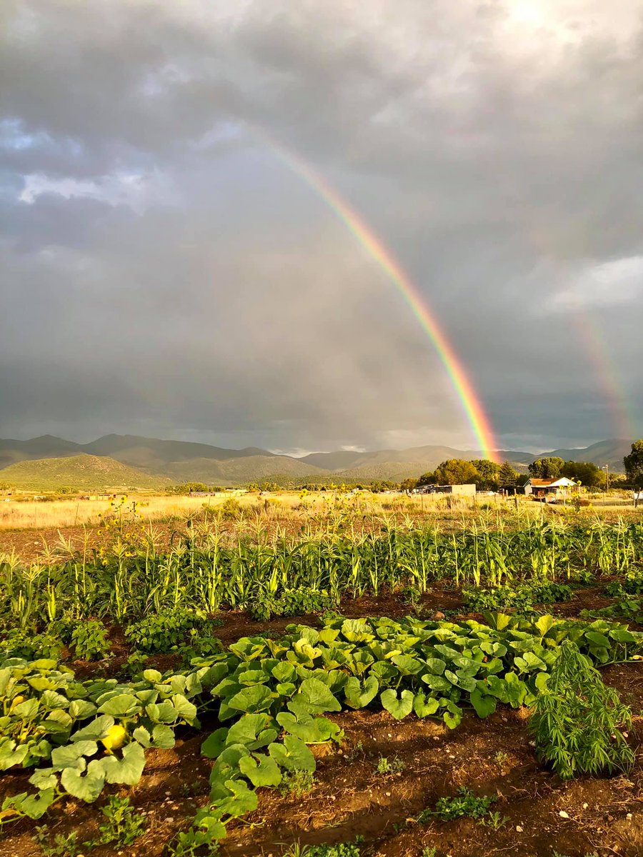 @nativefoodalliance #nafsaagfair 1 of 2 seed rematriation milpas for 2020. This milpa at #TheAcequiaInstitute gets frequent visits from rainbows after a nice summer rain.  Maiz concho (native white flint); calabaza de San Luis; and Taos Pueblo; bolitas de Vadito; Red Kross hemp.