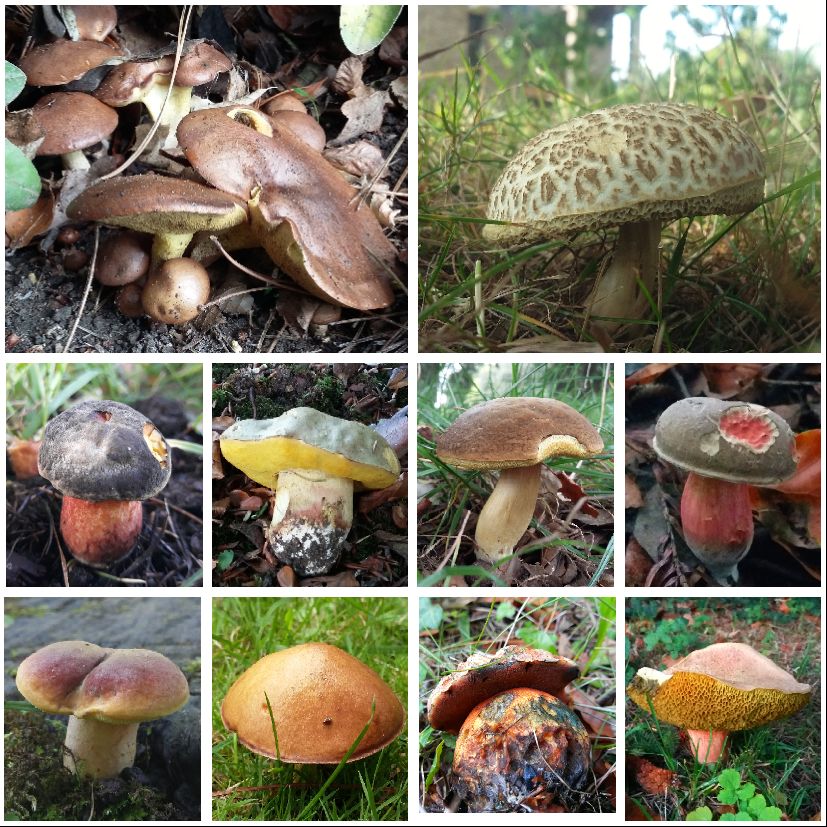 Mushroamer's tweet photo. Collage of some of my finds of Cambridge UK boletes for #FungiOfTheWorldWeekend https://t.co/1nhpV09iQE