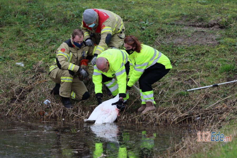 Gewonde zwaan uit vijver gehaald in #Ede. 112Ede.