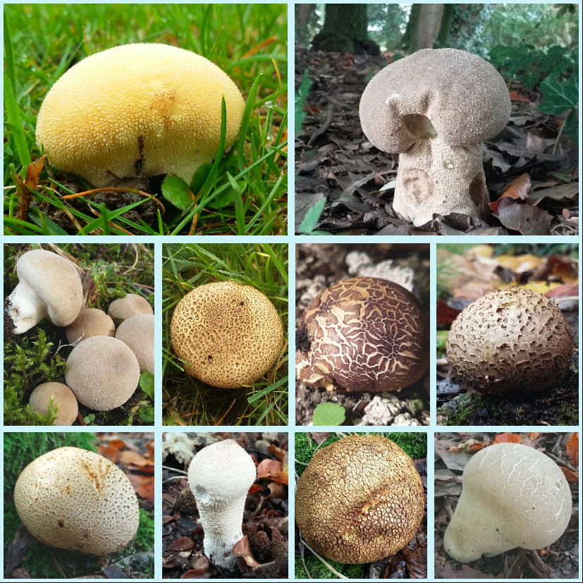 Mushroamer's tweet photo. Puffball &amp; earthball collection from Cambridge for #FungiOfTheWorldWeekend https://t.co/yiF1sNveRe