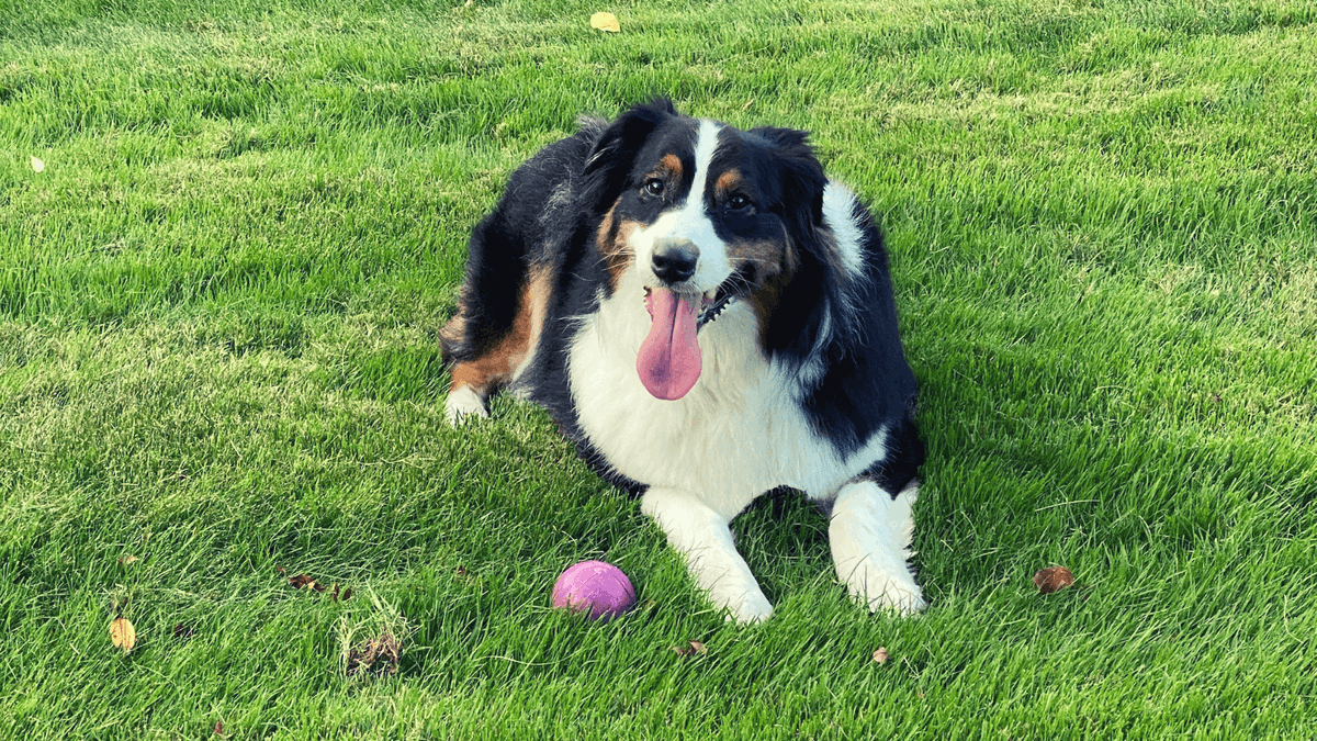 MangiarelliPT's tweet photo. Before winter weather, get outside like Augie & exercise.Outdoor exercise has numerous benefits: improved mood,reduced depression/stress,increased Vitamin D, & enhanced self-esteem.
#exercise #outdoorexercise #outdoorexercises #exerciseoutside #aussies #australianshepherd #dogs https://t.co/3W4rmXZwuZ