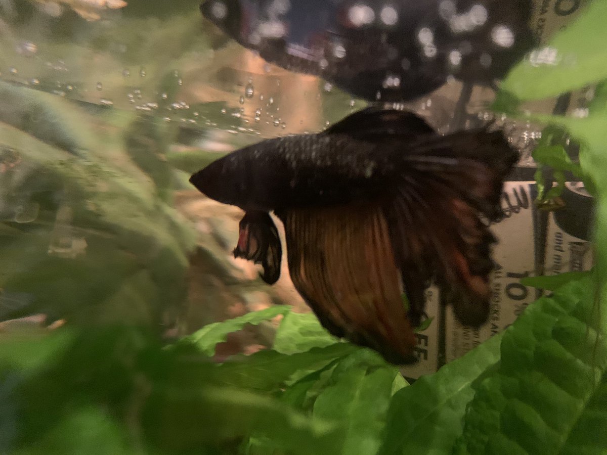 pK_solo1's tweet photo. This big fella is named #JimmyFinn Aka #TheBlueShadow 🦸♂️
#Betta #Fish 🐠🐠🐠 https://t.co/nVOhiOsl3A